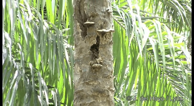 Spotted Wood-Owl - ML201172531