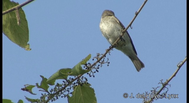 Braunschnäpper - ML201172571