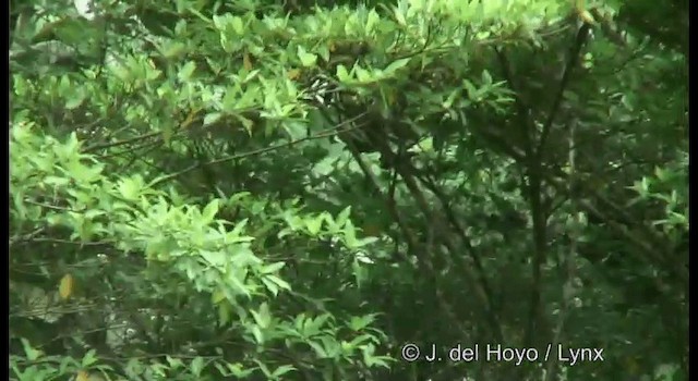 Helmeted Friarbird (New Guinea) - ML201172581