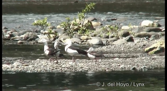 Radjah Shelduck - ML201172611