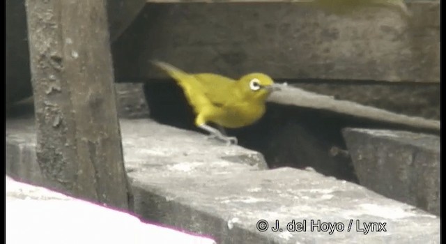 Lemon-bellied White-eye - ML201172631