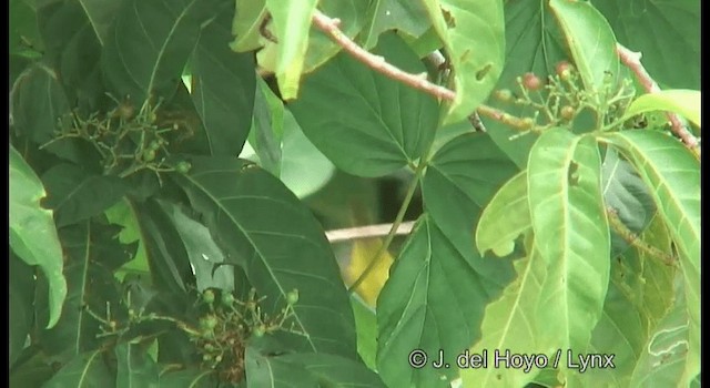 Lemon-bellied White-eye - ML201172641