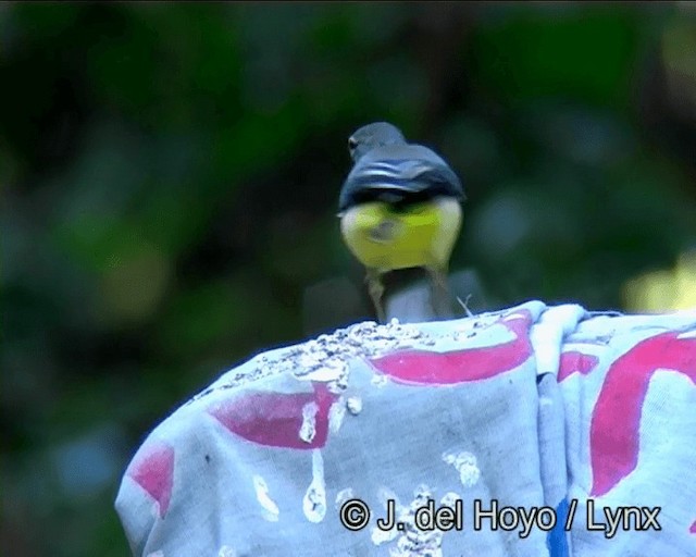 Gray Wagtail - ML201172651