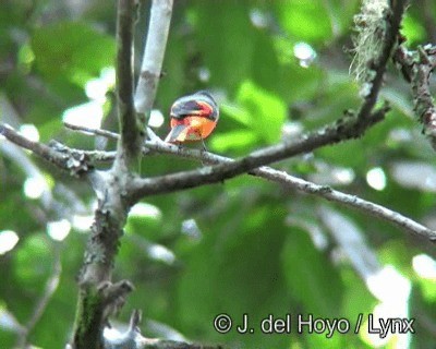 Minivet mandarin (groupe solaris) - ML201172661