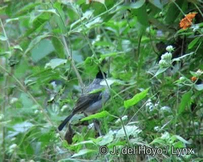 Bulbul cul-d'or - ML201172671