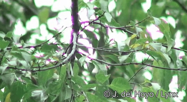 Bulbul Grácil - ML201172721