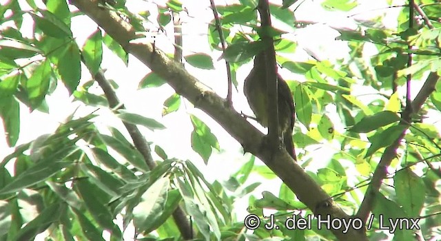 Bulbul verdâtre - ML201172731