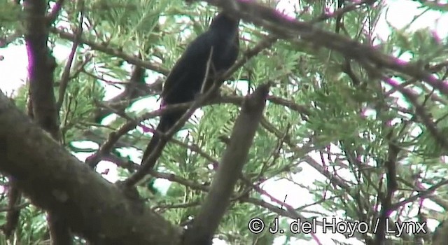 Black Cuckooshrike - ML201172761