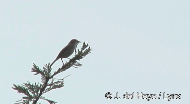 Trilling Cisticola - ML201172771