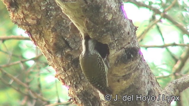 Cardinal Woodpecker - ML201172781