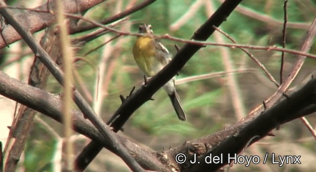 Golden-breasted Bunting - ML201172791