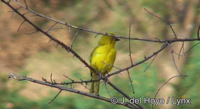 Holub's Golden-Weaver - ML201172871