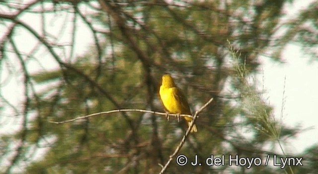 Holub's Golden-Weaver - ML201172881