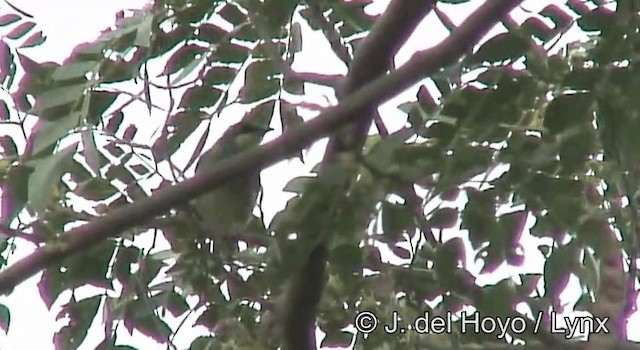 Prinia Gorjiblanca - ML201172891