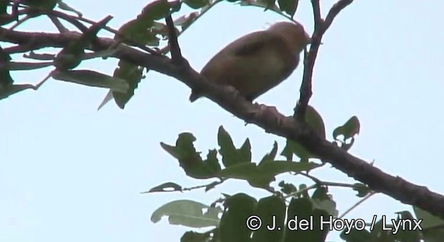 pěnička šedohřbetá (ssp. brachyura/carnapi) - ML201172901