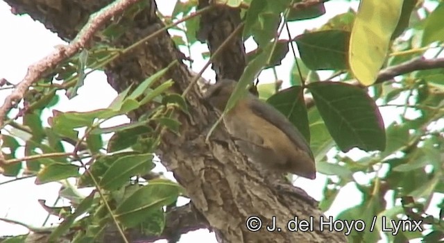 pěnička šedohřbetá (ssp. brachyura/carnapi) - ML201172911