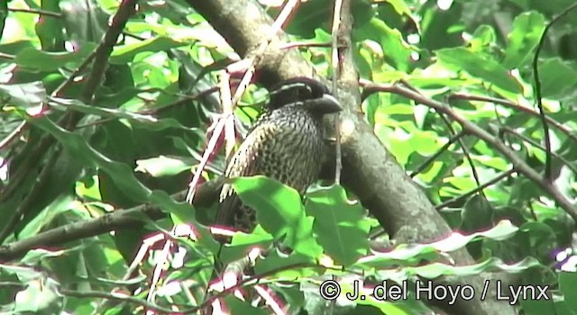 Hairy-breasted Barbet (Streaky-throated) - ML201172941