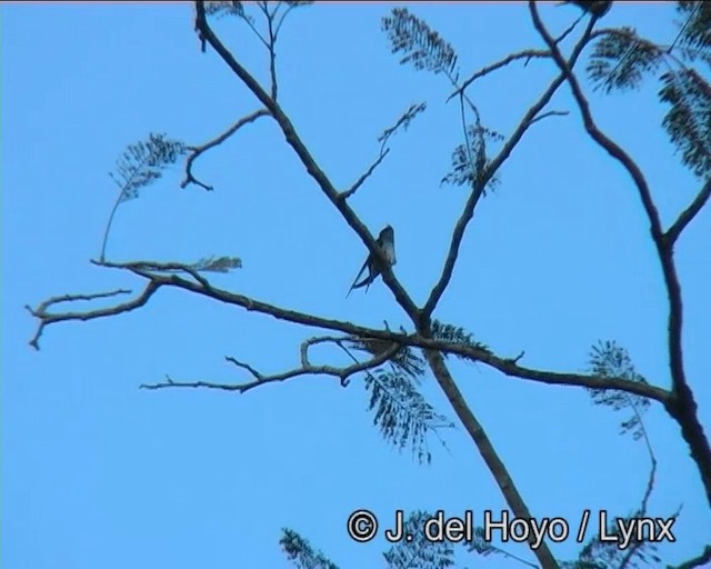 カンムリアマツバメ - ML201172971