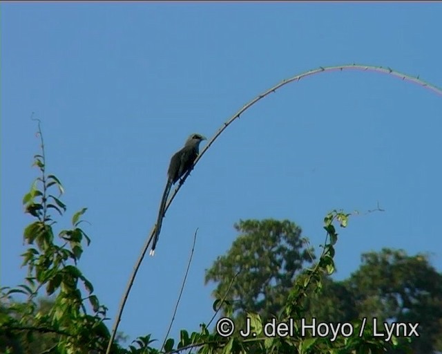 Büyük Gri Malkoha - ML201173041