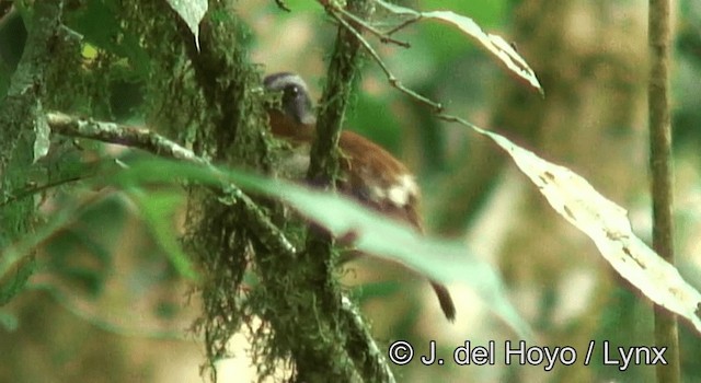 Alete Gorjirrojo - ML201173071