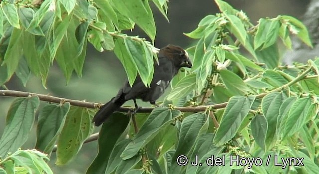 Grosbeak Weaver - ML201173081