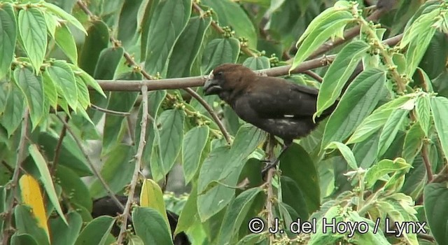 Grosbeak Weaver - ML201173091