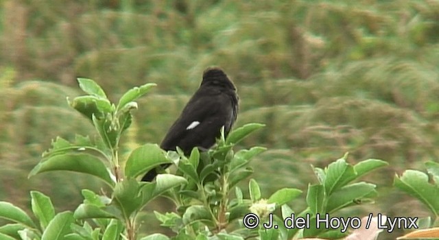 Grosbeak Weaver - ML201173101