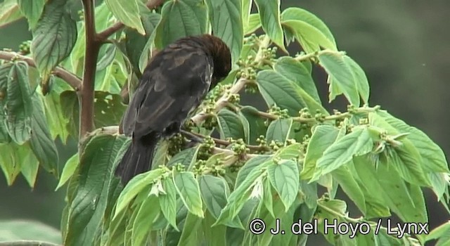 Grosbeak Weaver - ML201173111