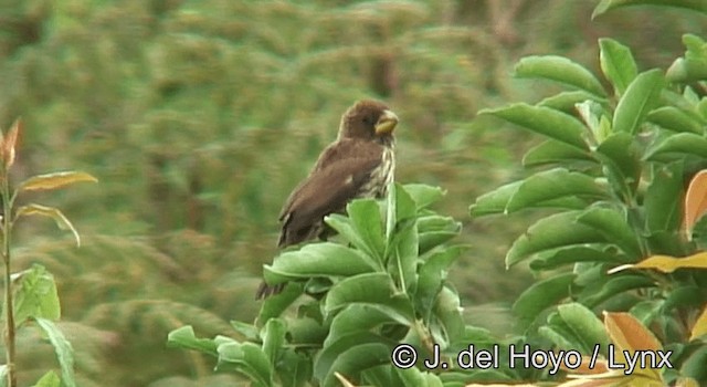 Grosbeak Weaver - ML201173121