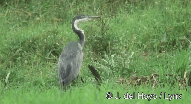 Black-headed Heron - ML201173201