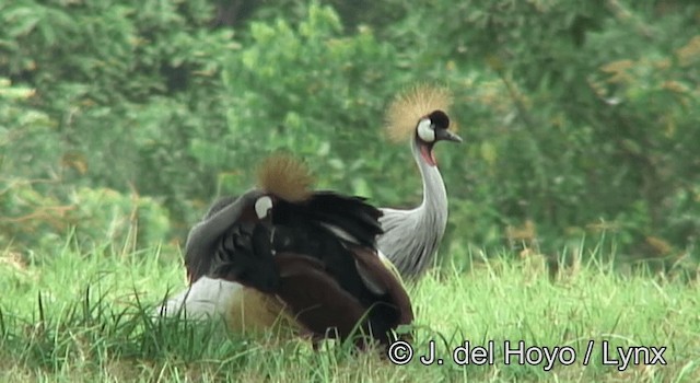 Gray Crowned-Crane - ML201173211