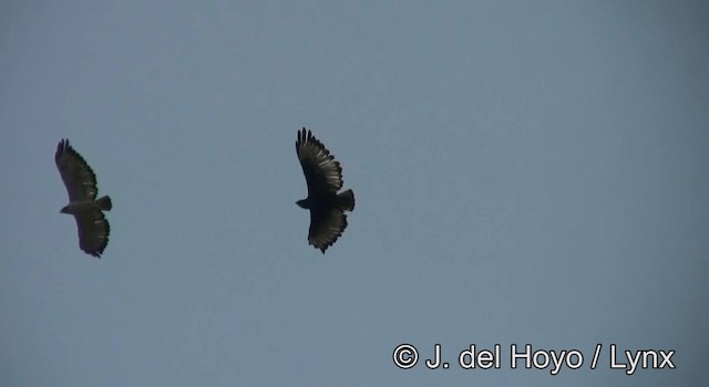 Augur Buzzard (Augur) - ML201173221