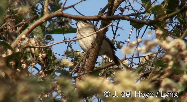 Brown-backed Scrub-Robin - ML201173261