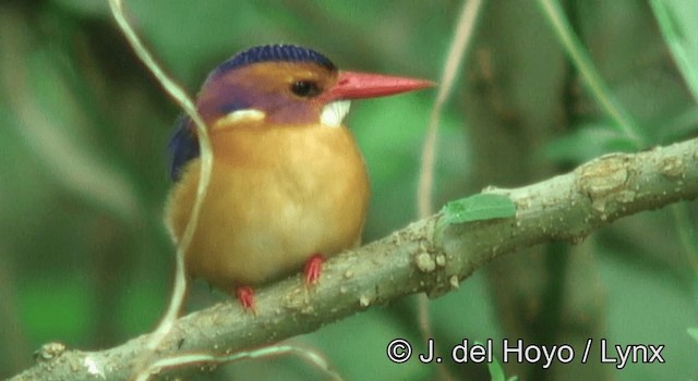 African Pygmy Kingfisher - ML201173271