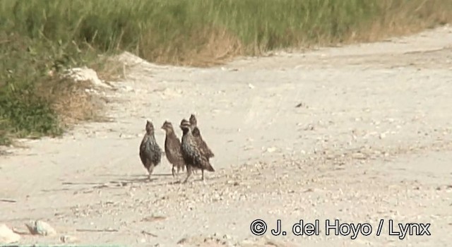 Black-throated Bobwhite - ML201173281