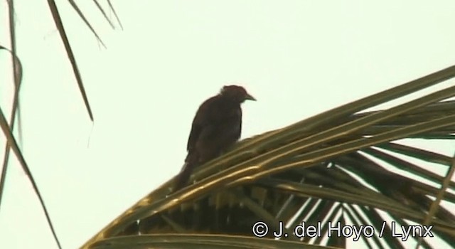 Melodious Blackbird - ML201173291