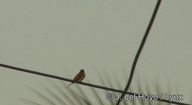 Mexican Sheartail - ML201173301