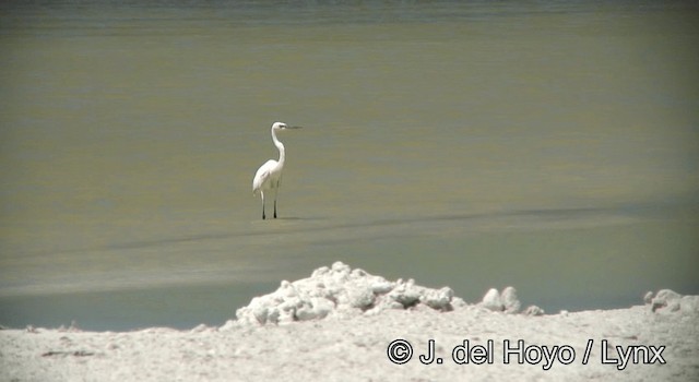 Great Blue Heron (Great White) - ML201173341