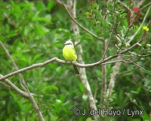 Weißkehl-Königstyrann - ML201173411