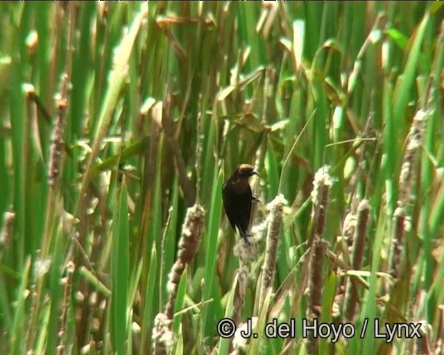 Chestnut-capped Blackbird - ML201173431