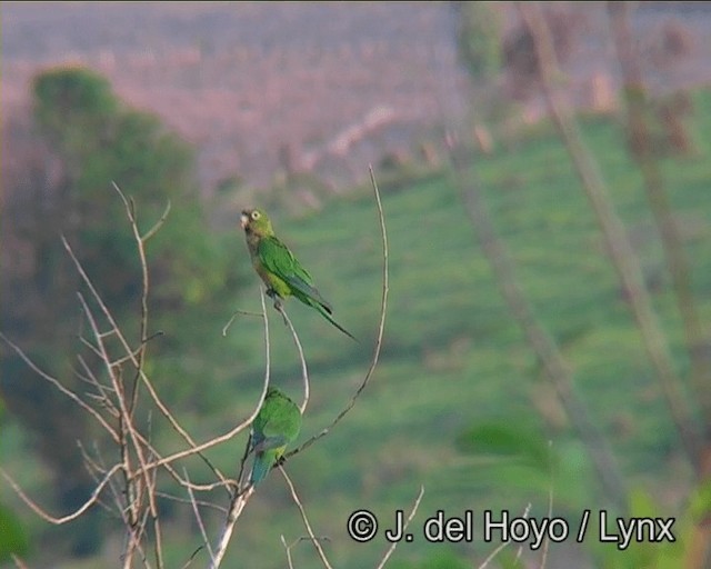 Aratinga de Los Cactus - ML201173461