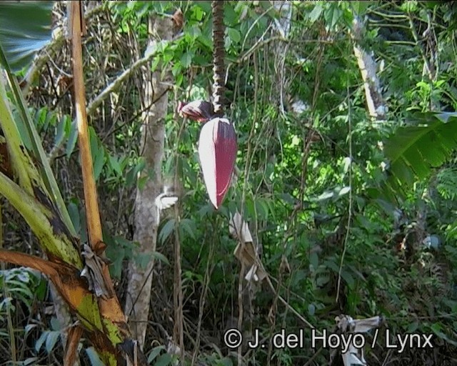 Colibri vert et gris - ML201173481