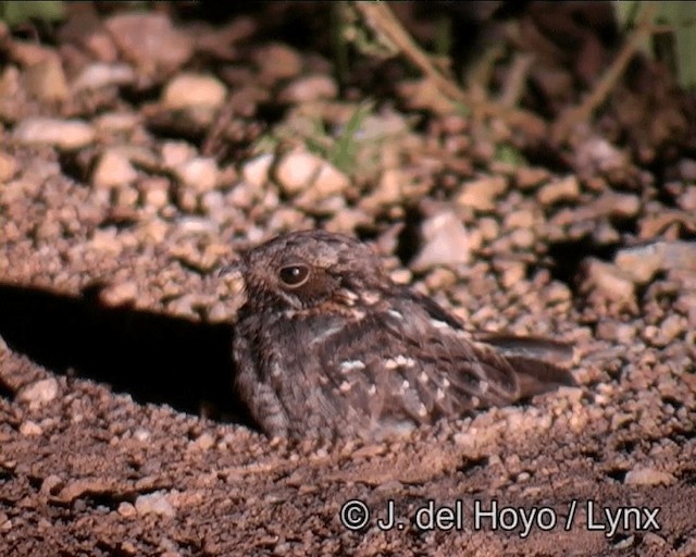 Little Nightjar - ML201173501