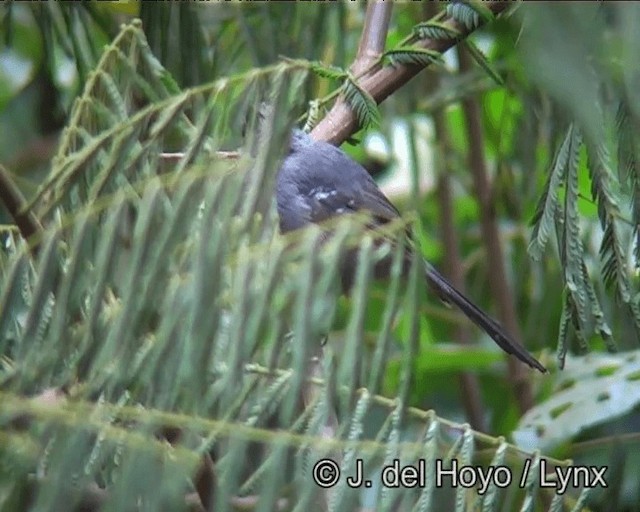 Rio de Janeiro Antbird - ML201173511