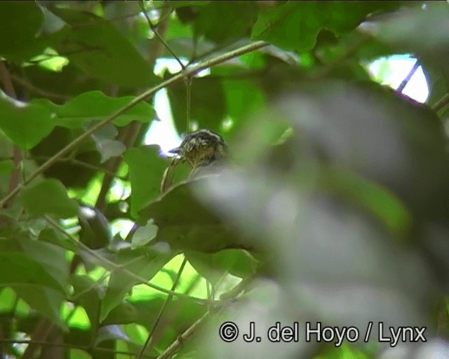 Ferruginous Antbird - ML201173521