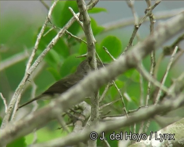 Fulvous-crowned Scrub-Tyrant - ML201173541