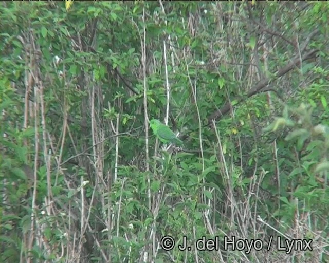 Çivit Kanatlı Serçe Papağanı - ML201173571