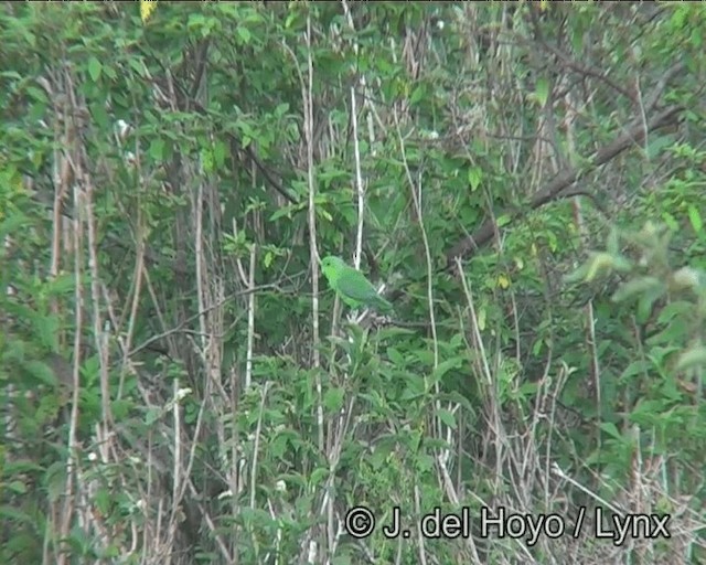 Blauflügel-Sperlingspapagei - ML201173571