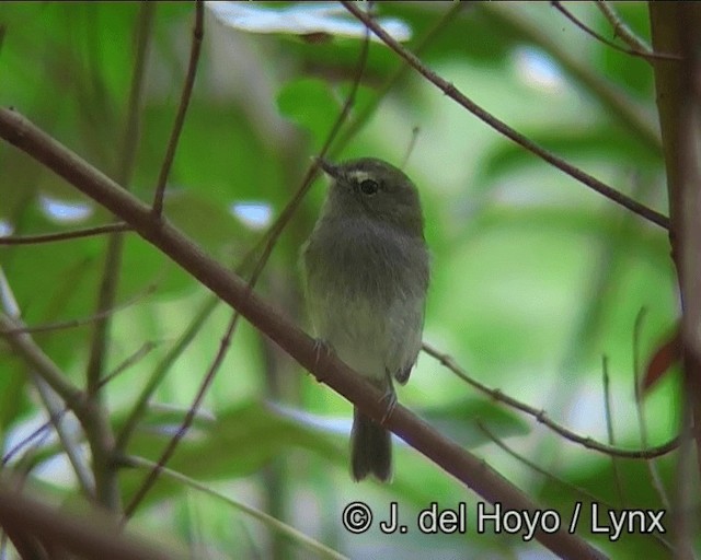 Drab-breasted Pygmy-Tyrant - ML201173581