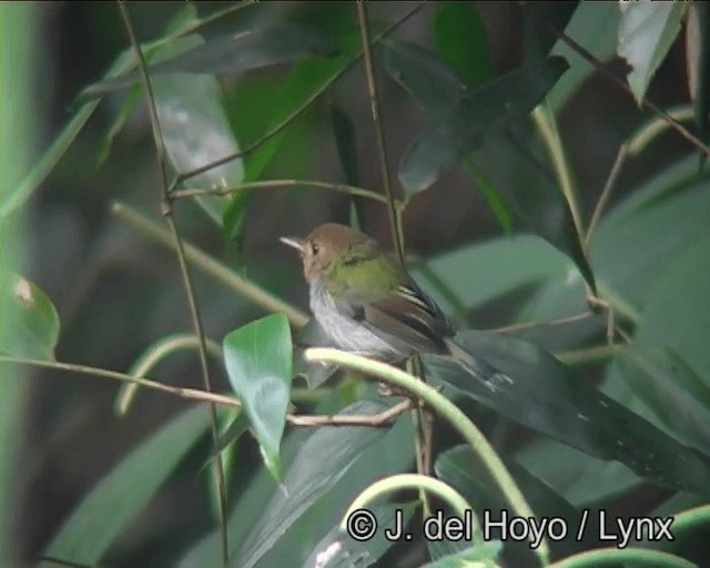 Fork-tailed Pygmy-Tyrant - ML201173591